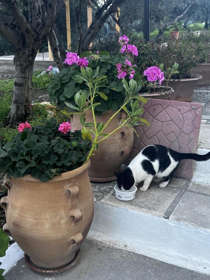 Katerina Charming Place Αμουδάρα Λασιθίου Εξωτερικό φωτογραφία